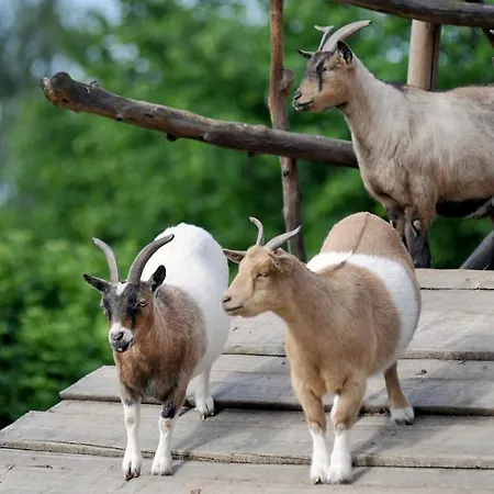 Haus Benico -pension- 에른스트