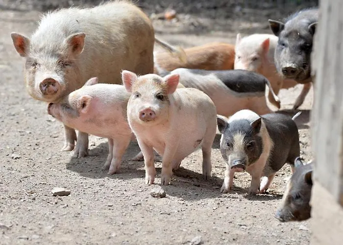 Haus Benico -pension- 3*